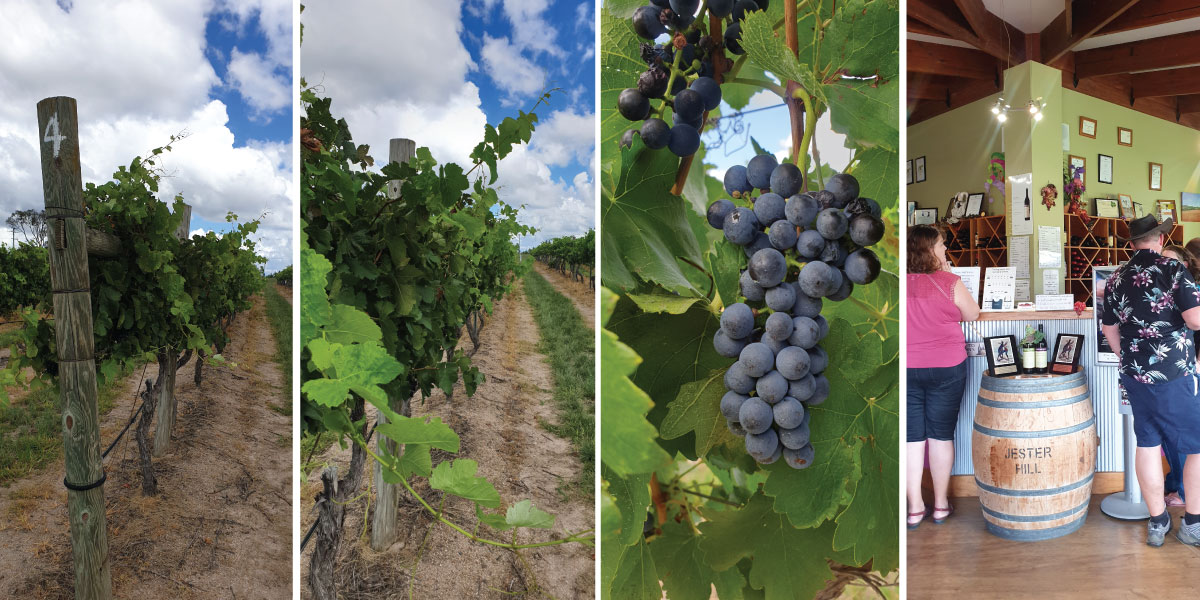 Jester Hill grape vines